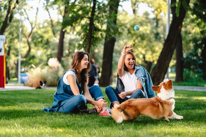 Dog Park