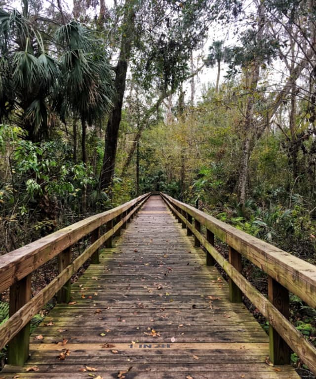 Big Tree Park