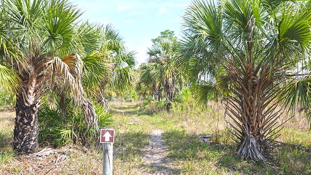 Micco Scrub Sanctuary