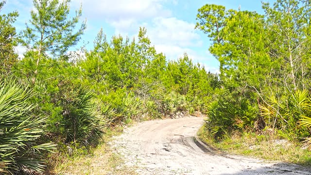Scottsmoor Flatwoods Sanctuary West