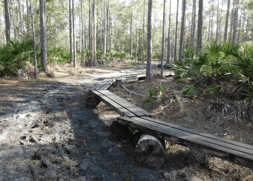 Longleaf Pine Preserve