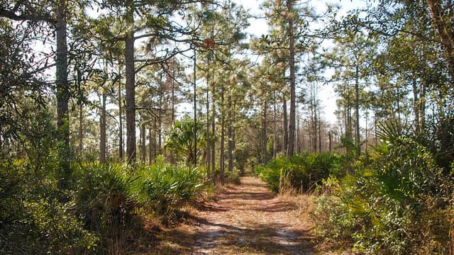Pine Lilly Preserve