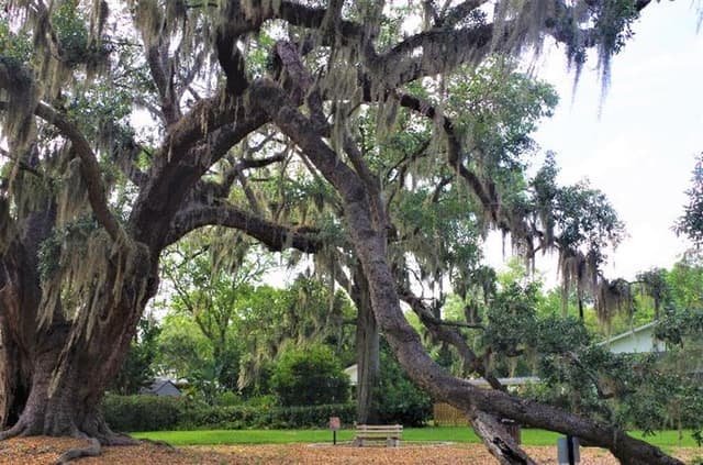 Big Tree Park