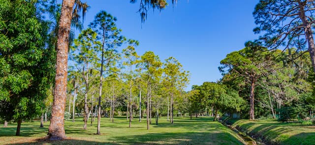 Forest Bluff Park
