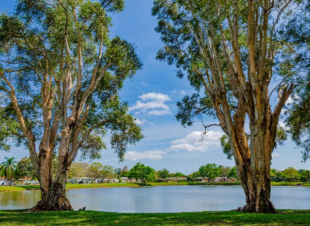 Leslee Lake