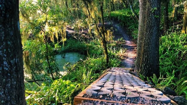 Balm Boyette Nature Preserve