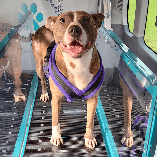 Run-N-Paw