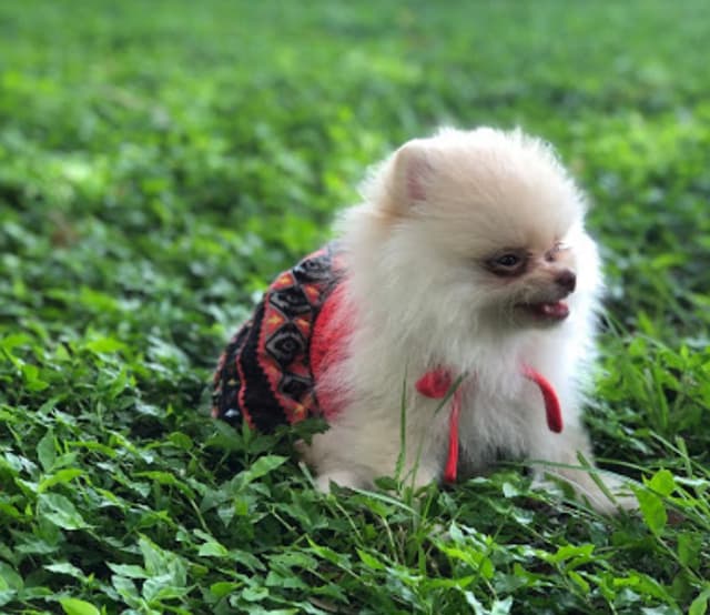 Partin Triangle Dog Park