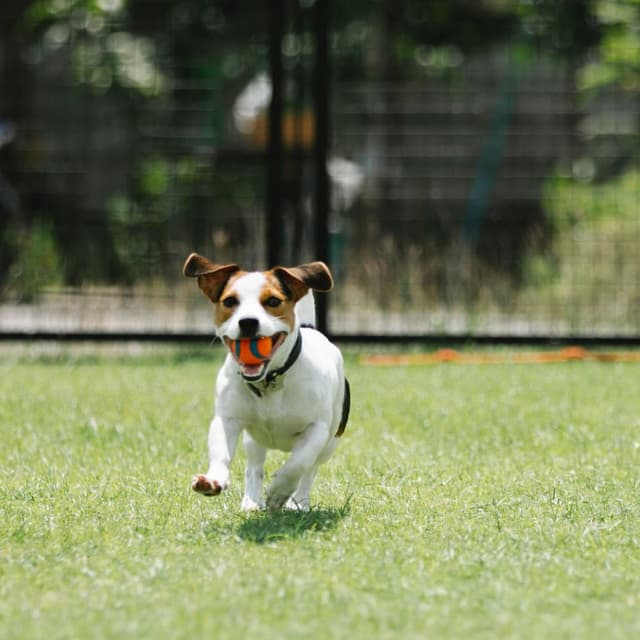 Pawmosa Dog Park