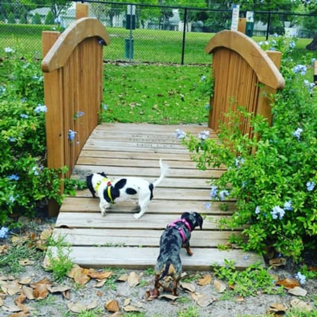 Doctors Dog Park