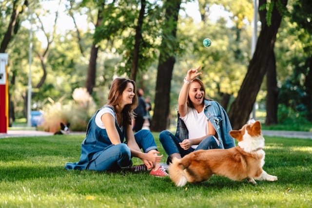 Dog Park