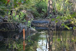 Brooker Creek Headwaters Nature Preserve