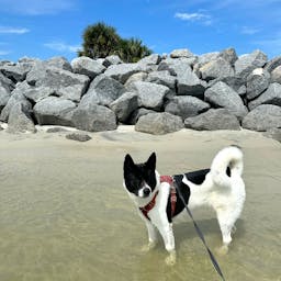 Ponce Inlet Dog Beach